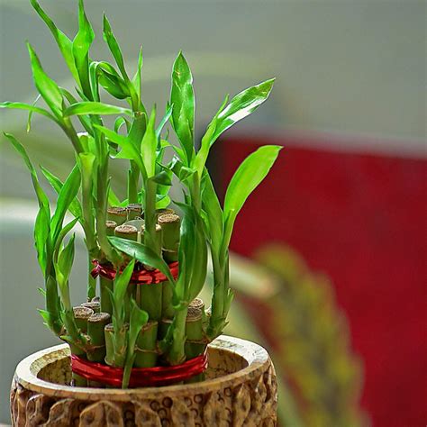 開運植物|専門家に聞く！ 開運のための風水おすすめ植物ベスト8